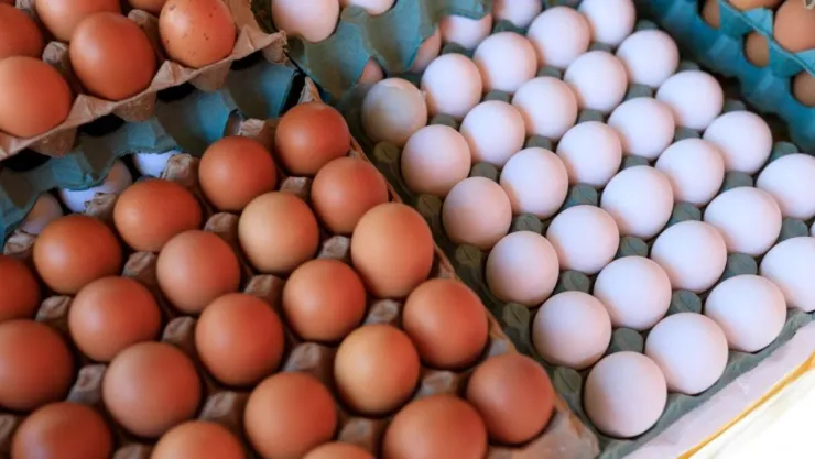 ¿A cuánto está el kilo de huevo en México HOY? Lista de costos por estados