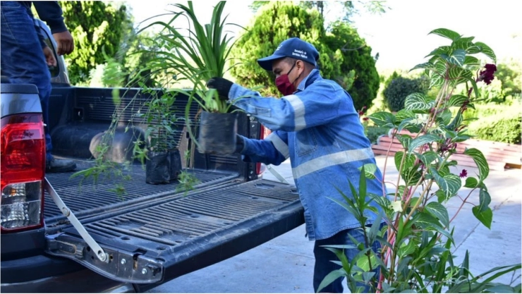 Vivero Municipal Aguascalientes_ Pasos para conseguir plantas gratis