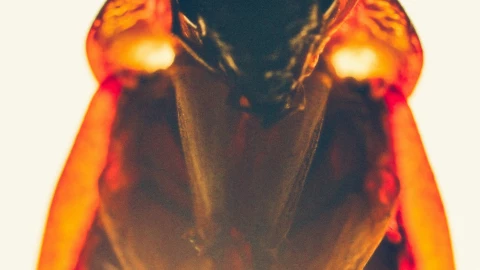 Cucarachas: Olores que ODIAN y que puedes usar para mantenerlas alejadas