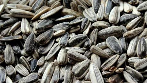 /estilo-de-vida/cuales-son-beneficios-salud-comer-semillas-de-girasol
