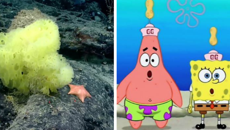 bob-esponja-real.jpg