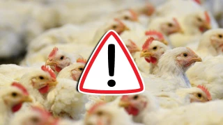 EU confirma el primer caso de muerte de un paciente por la rara cepa de Gripe Aviar H5N5.webp