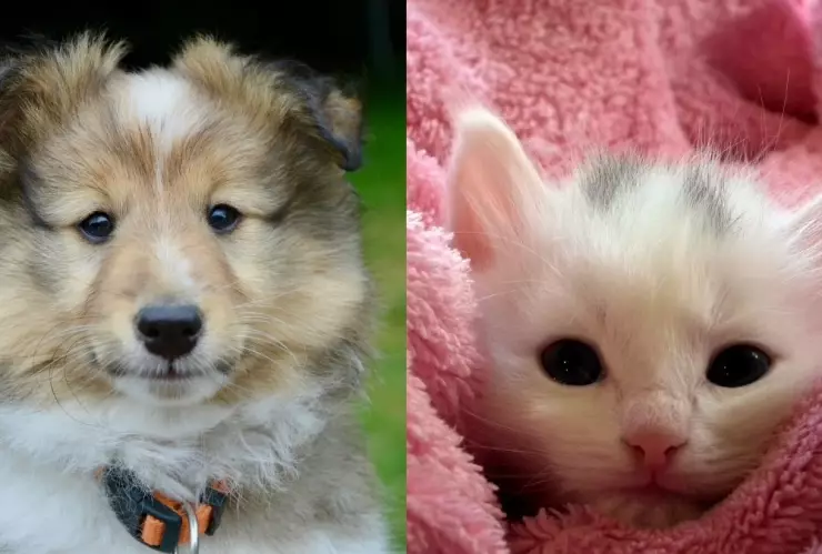 Estrés, mascota, solución a.jpg