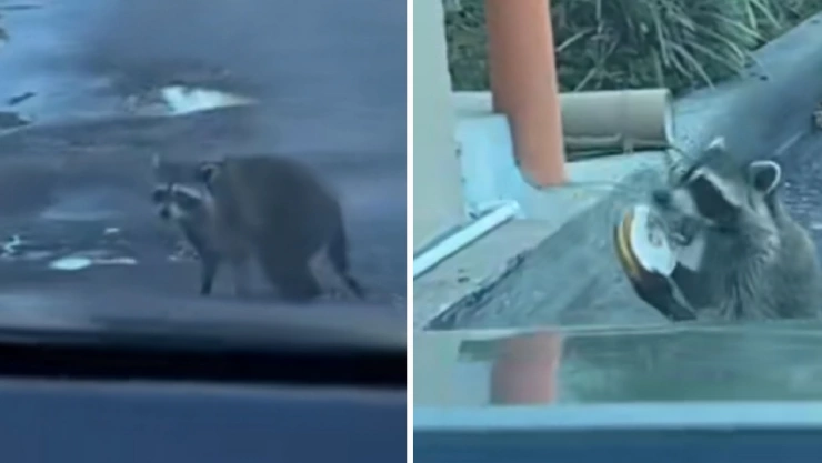 Mapache pide dona en Dunkin Donuts