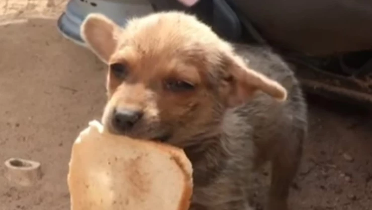 VIDEO - Perrito ofrece su último alimento a quien lo rescató