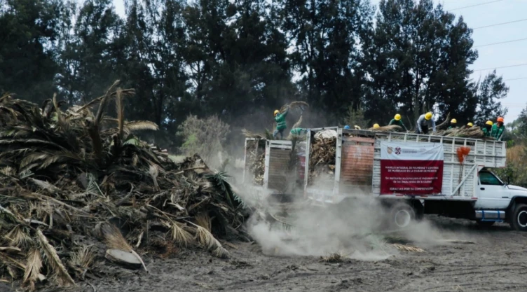 palmeras muertas CDMX qué pasa
