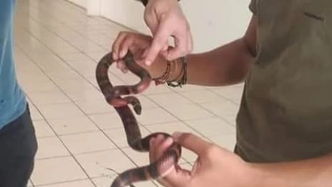 falsa coralillo hallada progreso.