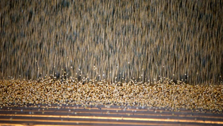 Soya Soja