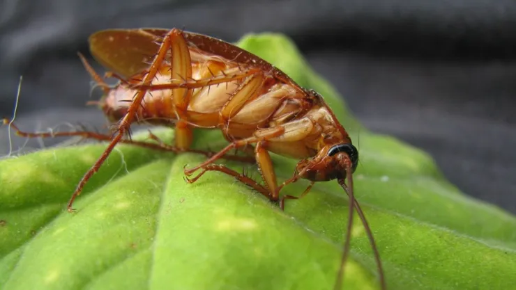Cómo ahuyentar las cucarachas de forma casera: truco viral con pepino
