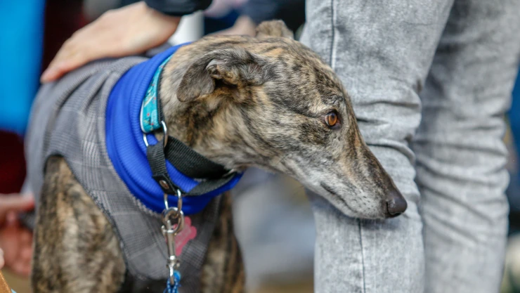 se reporta el primer contagio de viruela de mono a un perro galgo italiano en francia.jpg