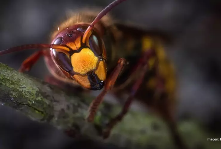 avispon gigante .jpg