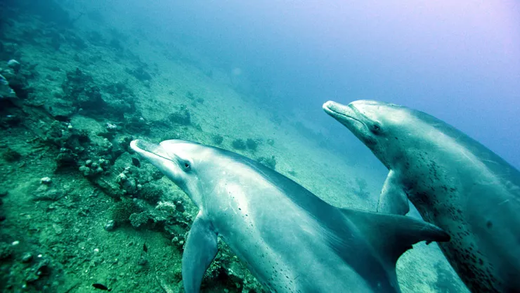 Wreck Diving In The Red Sea