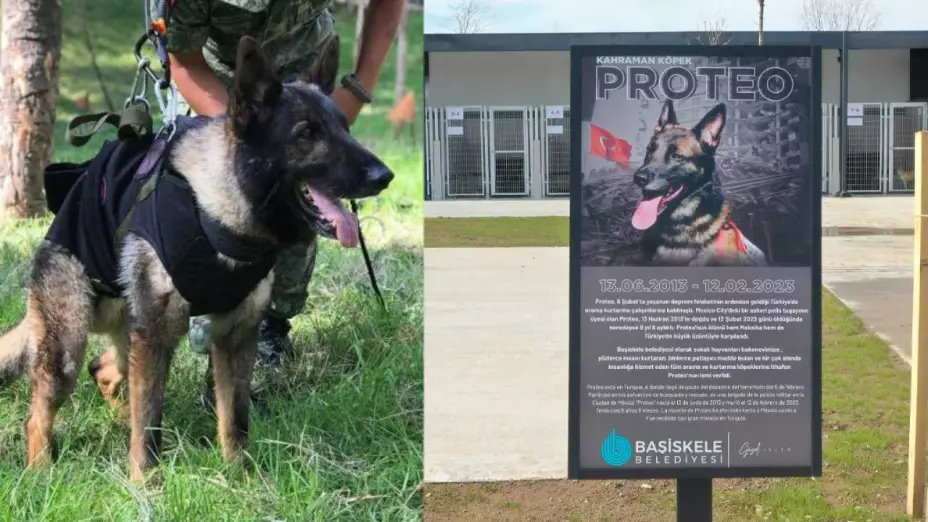 Turquía construirá monumento en honor a Proteo, el perro rescatista