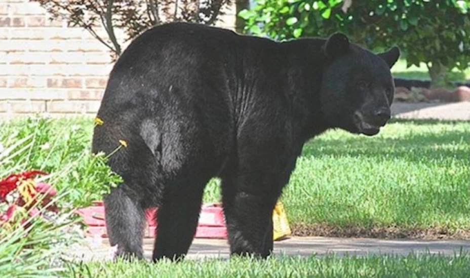 En total resultaron 8 personas heridas, quienes fueron transportados a hospitales cercanos