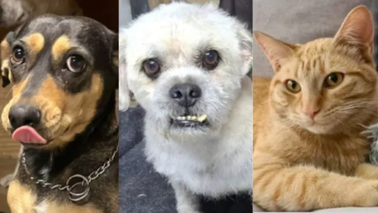 ¿Adoptatón Así puedes dar un hogar a animales abandonados en la CDMX?