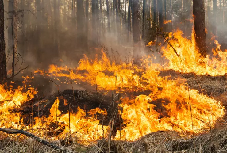 Controlan incendios en Balleza y Madera