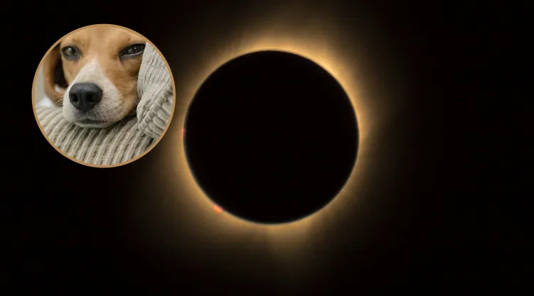 Eclipse solar 2024: ¿Cómo proteger a tus mascotas durante el fenómeno?