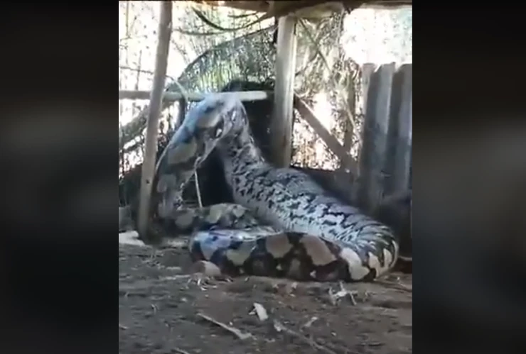 serpiente gigante