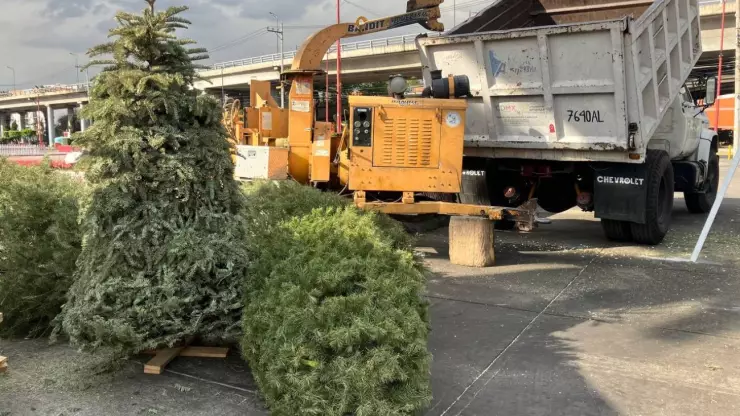 Puntos de la CDMX en donde se acepta el árbol de Navidad