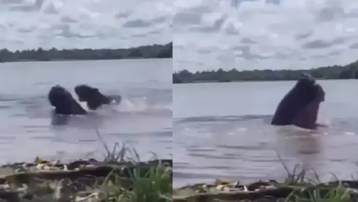 Capibara embarazada muerde y ataca a una joven