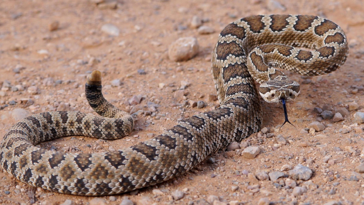 Cascabel colonia Dale.jpg