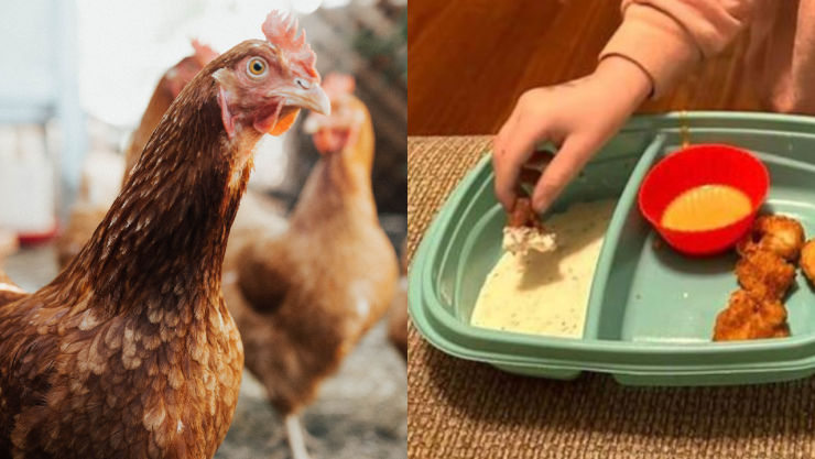 Gallo de mascota ataca a niña, madre los hace nuggets en vengaza