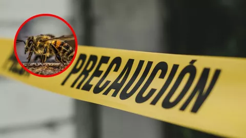 ¡Tragedia en Puerto Vallarta! Ataque masivo de abejas deja un muerto y varios lesionados en la colonia El Coapinole