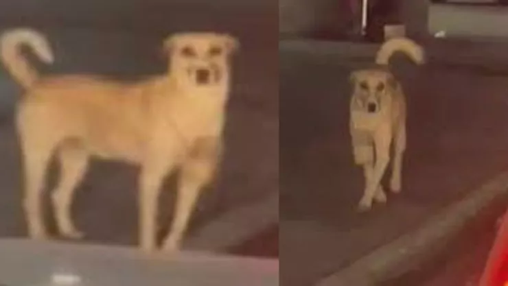 Perro enternece las redes al pedir dinero en un semáforo