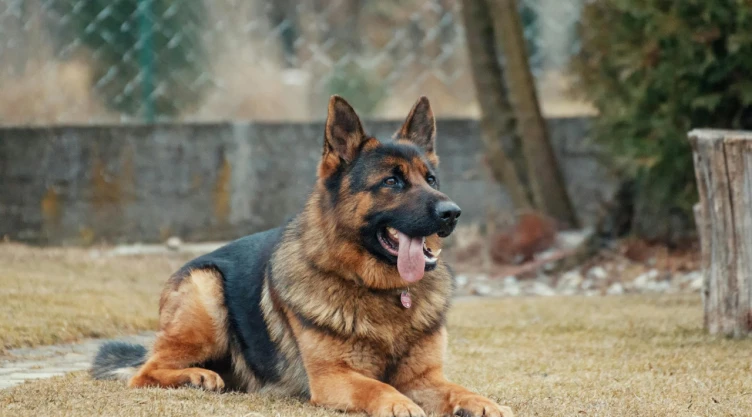 Cuál-es-la-multa-por-dejar-a-perros-en-las-azoteas-sin-cuidado