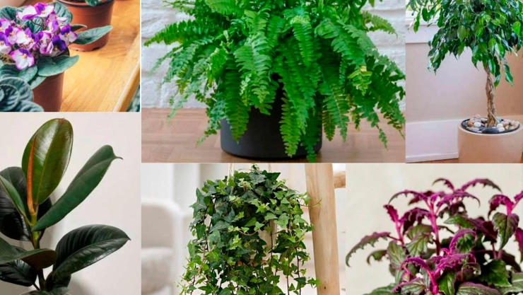 Primavera 2025: ¿Cuáles plantas y/o flores son las que producen más alergias?