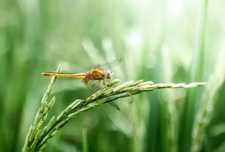 ¿La conocías? Estos son los beneficios de la hierba del borracho