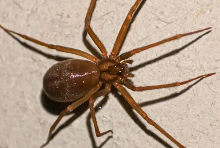 Joven es picado por araña violinista y paga pesos por tratamiento.png
