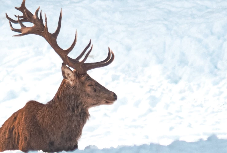 caracteristicas-rodolfo-el-reno-navidad