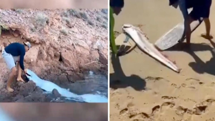 peces remo Baja California