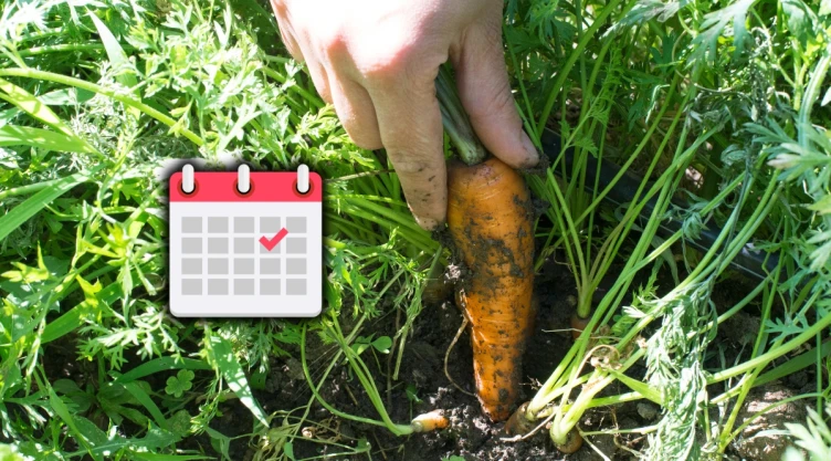 /estilo-de-vida/hortalizas-sembrar-en-septiembre-vegetales/