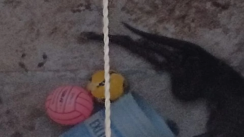 maltrato animal en Bosques de San Sebastián