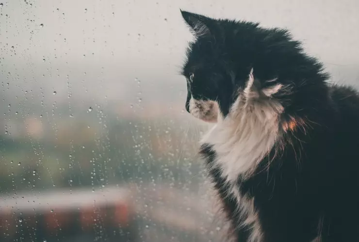 ¿Por qué los gatos saben cuándo va a llover?