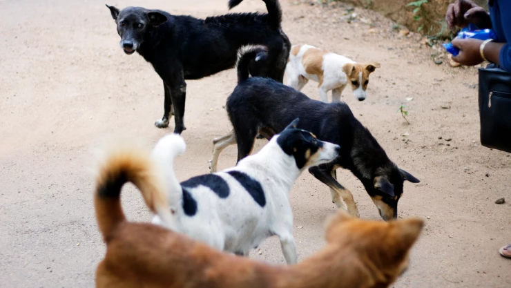 Perros ataca a su dueña por golpear a su hijo