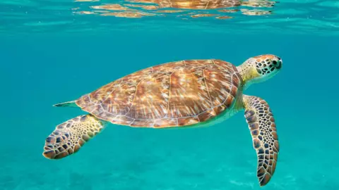 Día Mundial de la Tortuga: ¿Por qué se celebra el 23 de ayo y cuántos tipos hay?