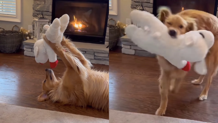 El tierno video de un golden jugando con su peluche
