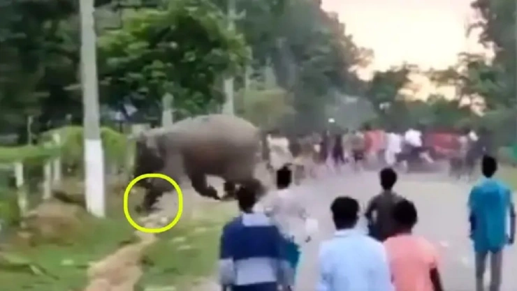Elefante aplasta a hombre