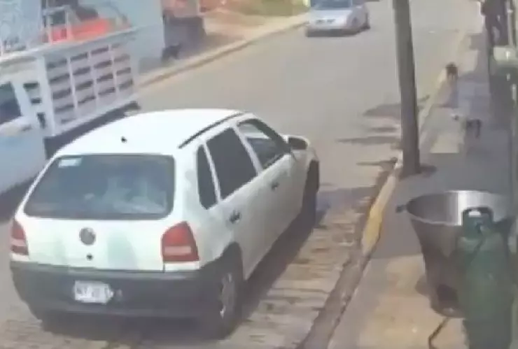 Hombre arroja a perro a cazuela con aceite.