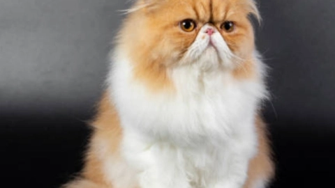 Gato persa