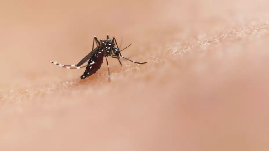 virus-del-nilo-estados-unidos-que-es