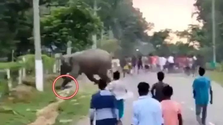 Elefante aplasta a joven