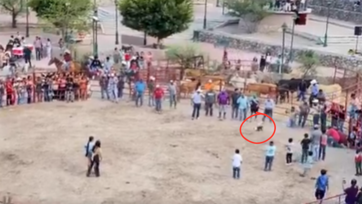 Amarran fuegos artificiales a gatos en rodeo de Xichú, 26 de mayo 2025.png