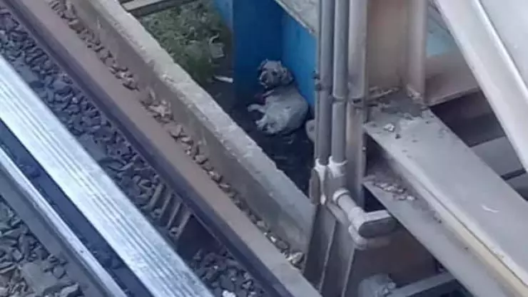 Suman 62 perros rescatados del Metro de la CDMX