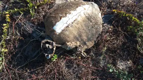 tortugas marinas jalisco.jpeg