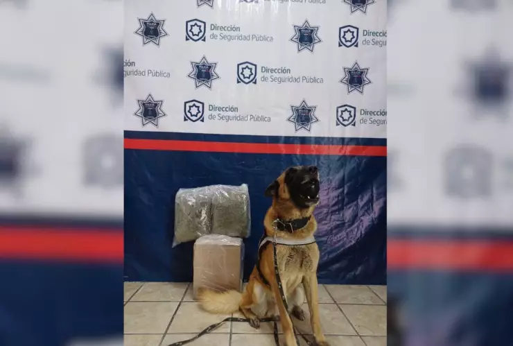 Torreón Agente canino Noah detecta droga; van 3 aseguramientos en la semana.jpg