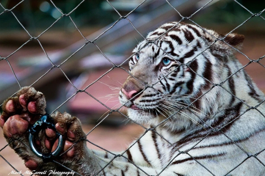 Tigre Georgia